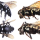 Illustration for article titled A new species of bee that survives solely by invading other beehives